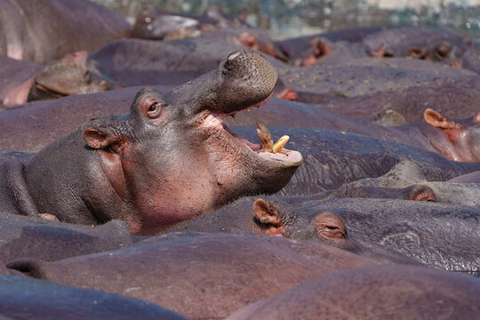 Hippopotamus or Hippopotamus amphibius wallowing in pool