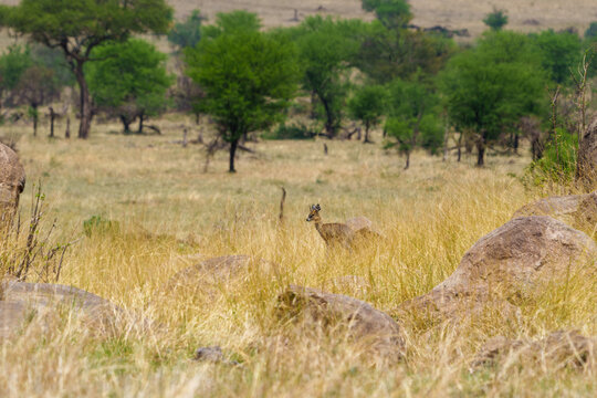Klipspringer or Oreotragus oreotragus partly obscured by long golden grass in African savannah.