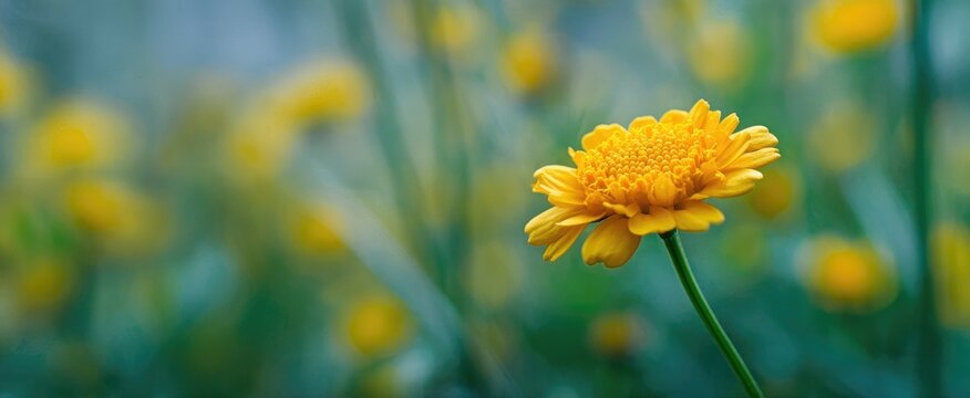 A single vibrant yellow flower stands out in a field of blurred yellow blossoms and green foliage.