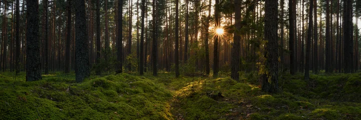 Fototapeten Sommer Sunset or sunrise in a mossy pine forest. The low sun illuminates the scene through the trees. Beautiful sunbeams and highlights on mossy hummocks. Panoramic photo of a natural woodland landscape. 3:1  © gluuker