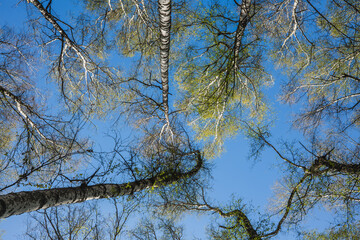 Fototapeta premium Low angle upward view of birch tree branches and leaves against clear blue sky in mountain forest