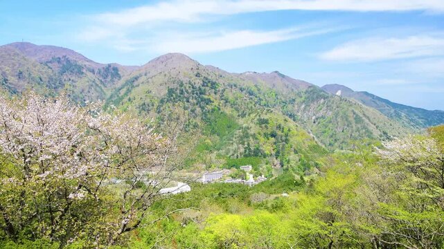 栃木県那須塩原市　春風に揺れる山桜と塩原温泉