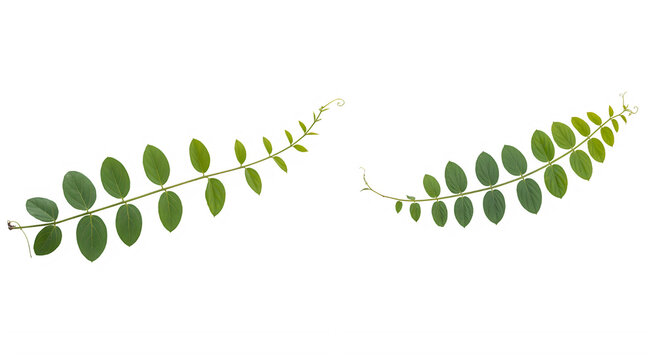 Compound Leaf Branches With Transparent Background 