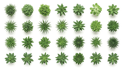 Set of various green succulent plants top view © S.Siam