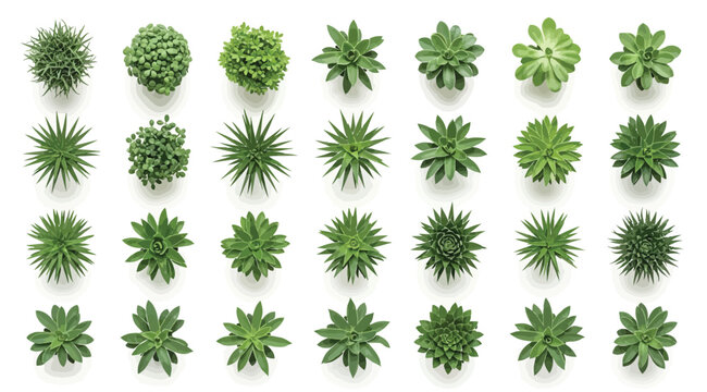 Set of various green succulent plants top view