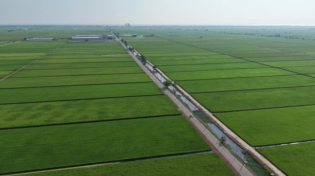Timelapse Aerial View of Paddy Field in Sekinchan