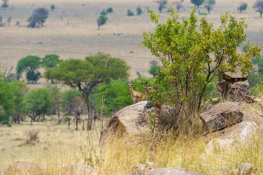 Two klipspringer of Oreotragus oreotragus standing on top of large bolder or rock and looking warily around in Serengeti National Park.