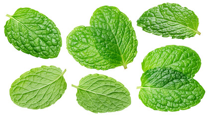 Several garden mint leaves isolated on white background. Clipping path. © volff