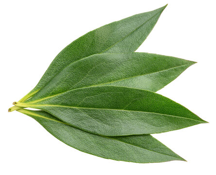 Green leaves of mousehole tree isolated on a white background, showcasing fresh natural foliage with detailed texture.