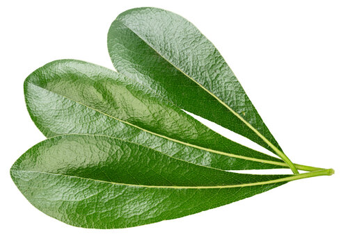 Green pittosporum leaves isolated on a white background, featuring fresh evergreen foliage with natural texture.
