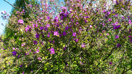 Obraz premium Blooming pink rhododendron flowers in the spring forest. Lush pink flowers of rhododendron dauricum blooming in the botanical garden during springtime