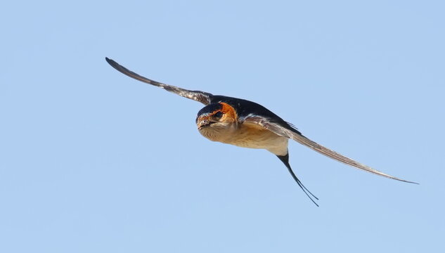 Red-rumped swallow in flight, Cecropis daurica, isolated on white, birds of Montenegro