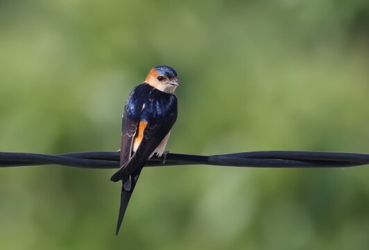 Red-rumped swallow on wire, Cecropis daurica, isolated on white, birds of Montenegro