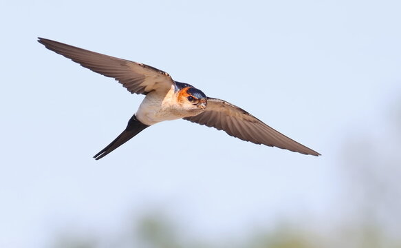 Red-rumped swallow in flight, Cecropis daurica, isolated on white, birds of Montenegro