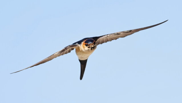 Red-rumped swallow in flight, Cecropis daurica, isolated on white, birds of Montenegro
