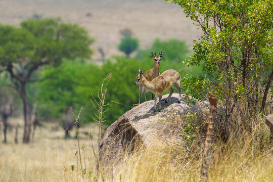 Two klipspringer of Oreotragus oreotragus standing on top of large bolder or rock and looking warily around in Serengeti National Park.