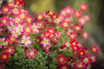 Fototapeta premium Knöllchen-Steinbruch in Rot. Saxifraga granulata