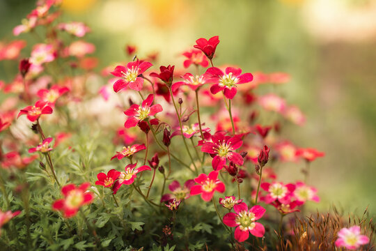 Kn&ouml;llchen-Steinbruch in Rot. Saxifraga granulata