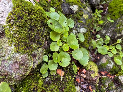 Small round pennywort leaves emerging from a mossy rock crevice