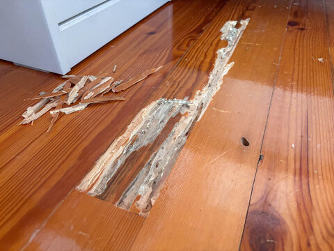 Severe woodworm damage exposed on a wooden floorboard with splinters