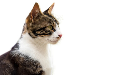 Side profile portrait of a beautiful tabby and white cat looking away with copy space, domestic shorthair feline isolated on white background for banner and pet care design. © Muhammad