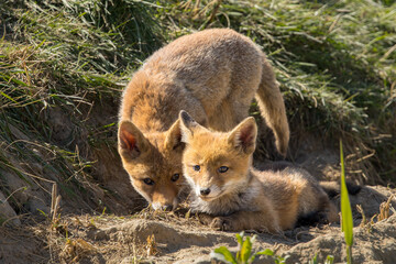 Fototapeta premium Red fox cub/cubs in nature on a sunny spring day