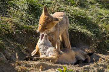 Fototapeta premium Red fox cub/cubs in nature on a sunny spring day