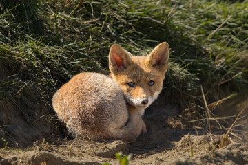 Fototapeta premium Red fox cub/cubs in nature on a sunny spring day