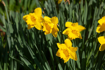 Obraz premium Gelbe Narzissen, Narzissenblüte (Narcissus Pseudonarcissus), Deutschland