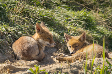 Fototapeta premium Red fox cub/cubs in nature on a sunny spring day