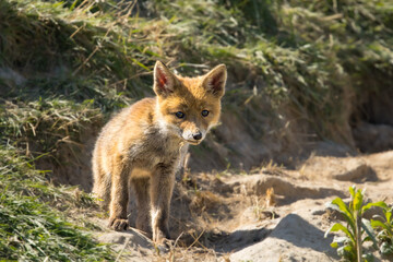Fototapeta premium Red fox cub/cubs in nature on a sunny spring day