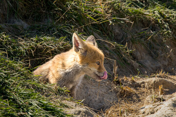 Fototapeta premium Red fox cub/cubs in nature on a sunny spring day