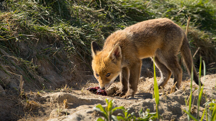 Fototapeta premium Red fox cub/cubs in nature on a sunny spring day