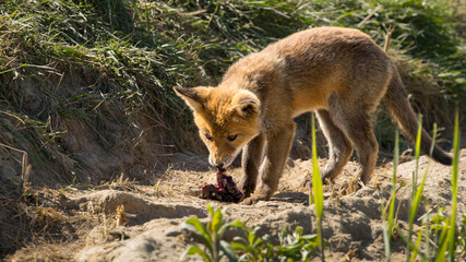 Fototapeta premium Red fox cub/cubs in nature on a sunny spring day