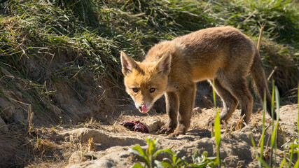 Fototapeta premium Red fox cub/cubs in nature on a sunny spring day