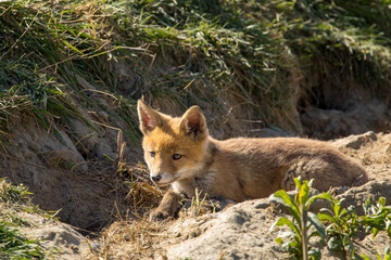 Fototapeta premium Red fox cub/cubs in nature on a sunny spring day