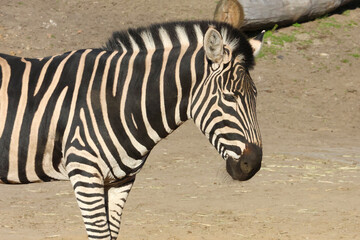 Naklejka premium Zebra with distinctive black and white stripes standing in a natural habitat, showcasing its unique pattern and features against a blurred background of earth and foliage