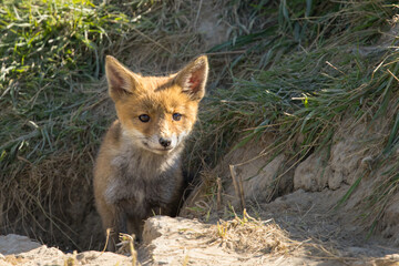 Fototapeta premium Red fox cub/cubs in nature on a sunny spring day