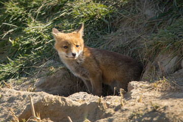 Fototapeta premium Red fox cub/cubs in nature on a sunny spring day