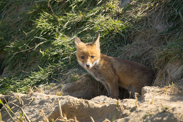 Fototapeta premium Red fox cub/cubs in nature on a sunny spring day