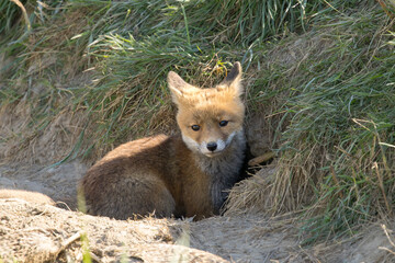 Fototapeta premium Red fox cub/cubs in nature on a sunny spring day