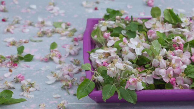 Apple Spring flowers opening. Beautiful Spring Apricot tree blossom open timelapse, extreme close up. Time lapse of Easter fresh pink blossoming apples closeup isolated on white. Blooming