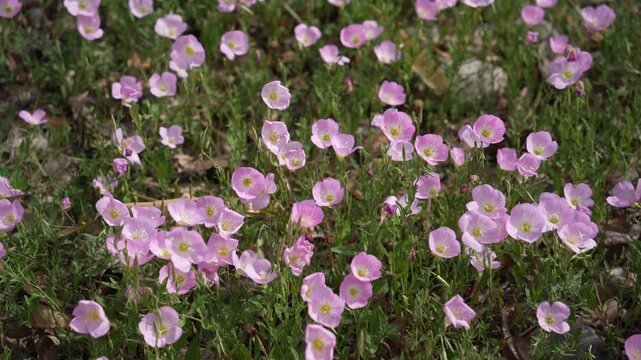 Pinkladies or Showy evening primrose (Oenothera speciosa) flowers. Onagraceae perennial plants native to North America. Pale pink flowers with yellow bases bloom in early summer.