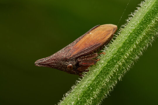 Brown Enchenopa binotata treehopper resting on natural branch