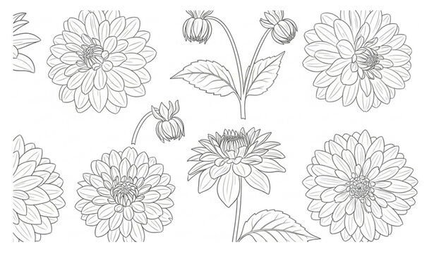 A set of elegant hand-drawn vector line illustrations featuring multiple dahlia flowers in different bloom stages. Each flower is drawn with fine ink-style outlines, showing layered petals, circular f