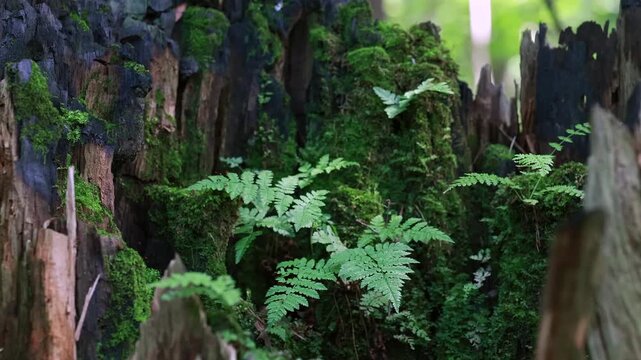 Close up of green ferns on decaying tree stump covered with moss in forest
