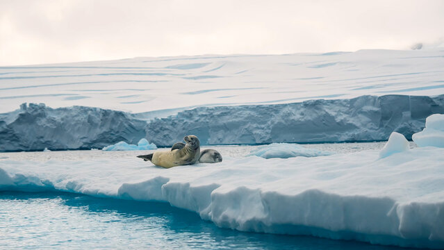 A Weddell seal resting comfortably on a white ice floe in the cold Antarctic waters near glaciers