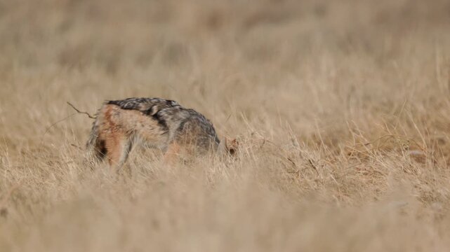 a black-backed jackal hunts in long grass at gemsbokvlakte waterhole of etosha national park in namibia, africa
