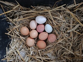 Top view of fresh organic eggs in a straw nest. Natural brown and white poultry eggs on hay background © writerfantast