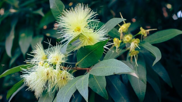 Close-up of blooming white Syzygium flowers with green leaves in natural daylight